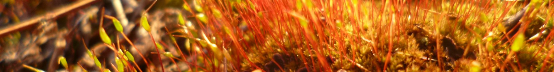 Les lois/principes du supramental (selon BdM)