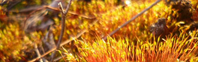 Les lois/principes du supramental (selon BdM)