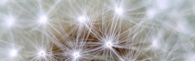 Observatoire de psychologie évolutionnaire avec Connexion-U/Sylvie Bergeron